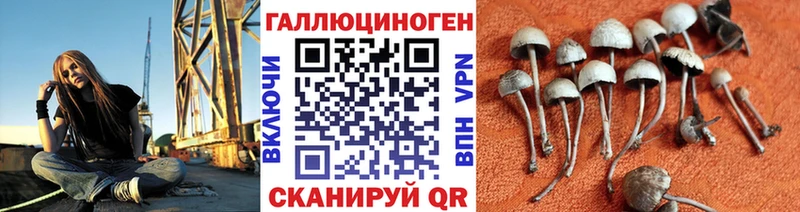 Псилоцибиновые грибы Psilocybe  Нестеров 